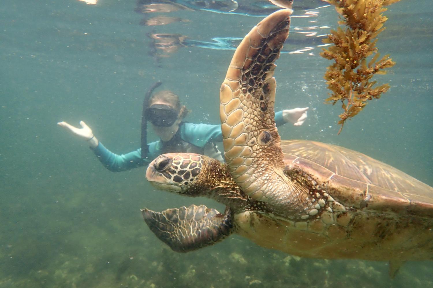 一名<a href='http://2mynovny.qishengwuliu.com'>bv伟德ios下载</a>学生在Galápagos群岛游学途中与一只巨龟游泳.
